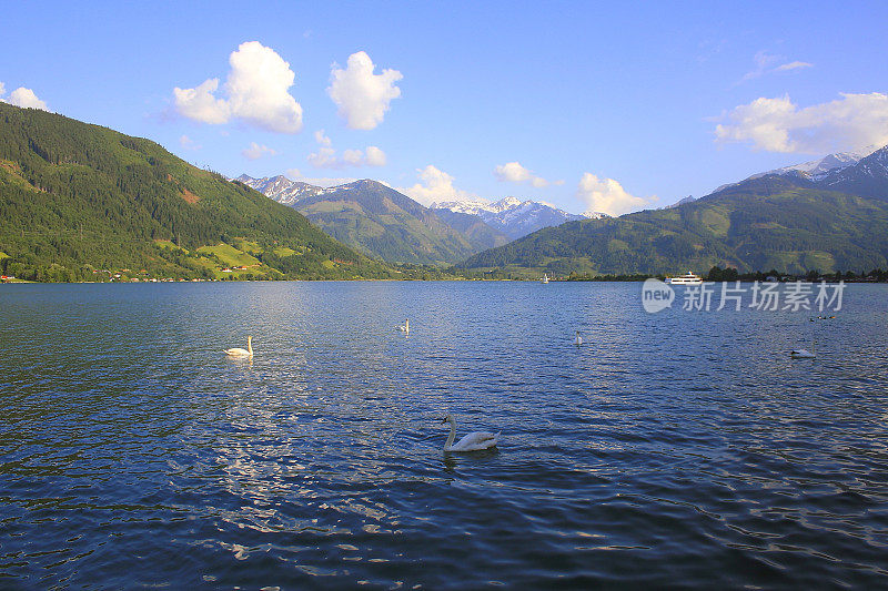 一群天鹅漂浮在美丽的泽勒湖上-泽尔am See和山脉景观，Tirol风景在奥地利萨尔茨堡土地，奥地利